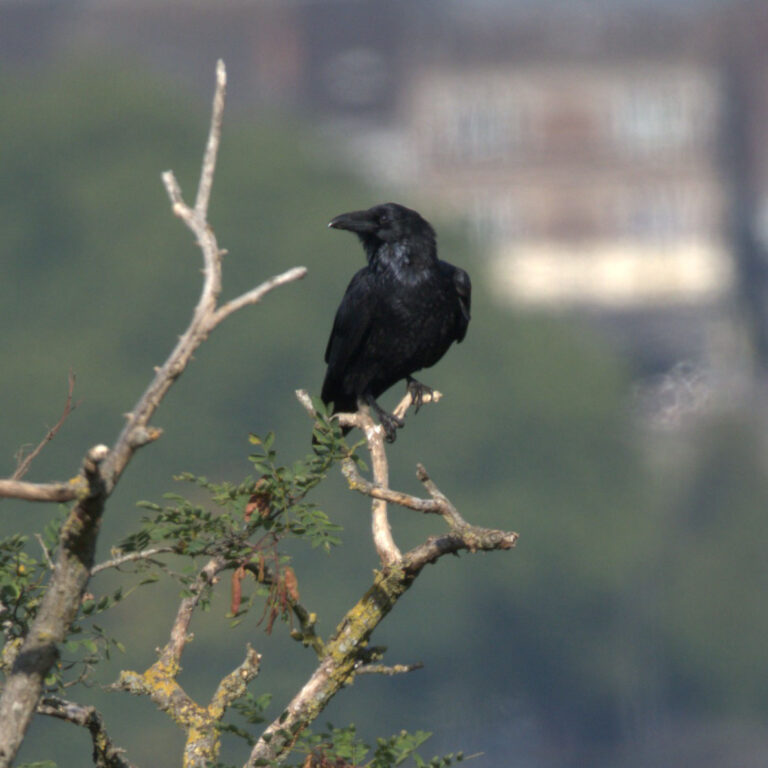 Grand corbeau (Corvus corax) - Ry-Ponet, un paysage à préserver