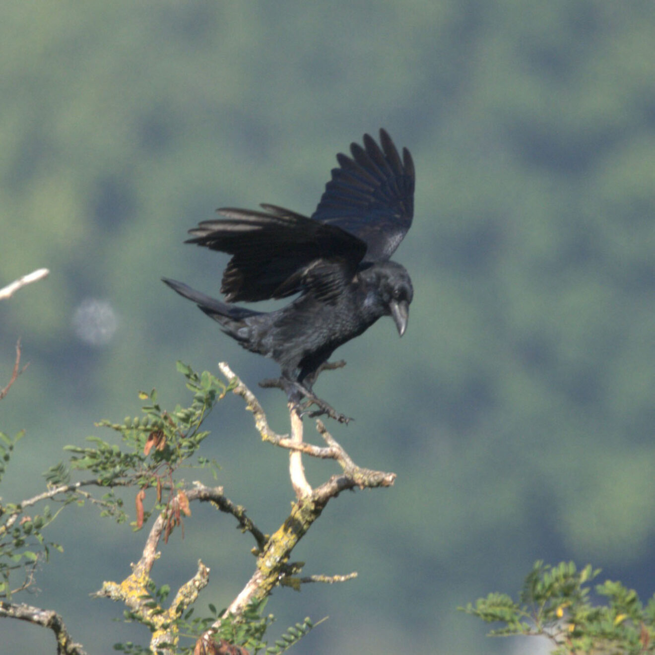 Grand corbeau (Corvus corax) - Ry-Ponet, un paysage à préserver