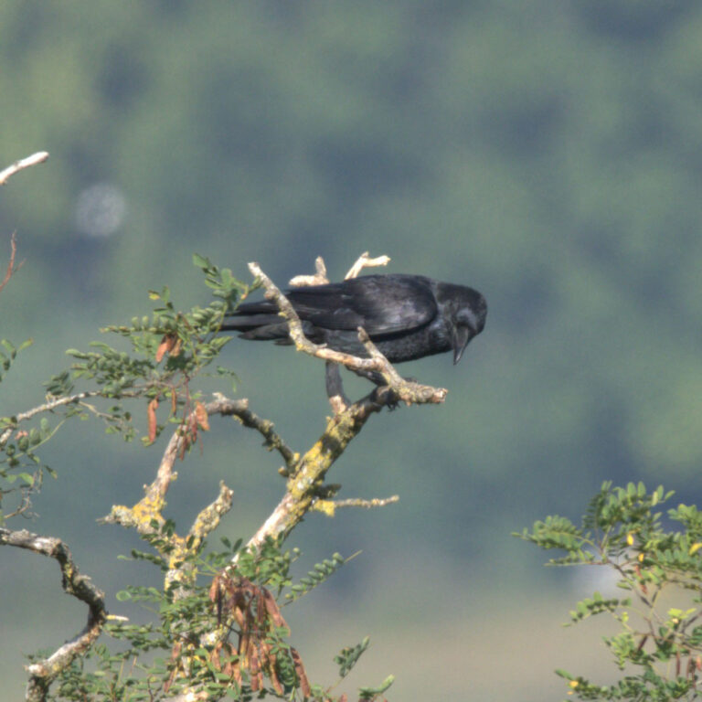 Grand corbeau (Corvus corax) - Ry-Ponet, un paysage à préserver