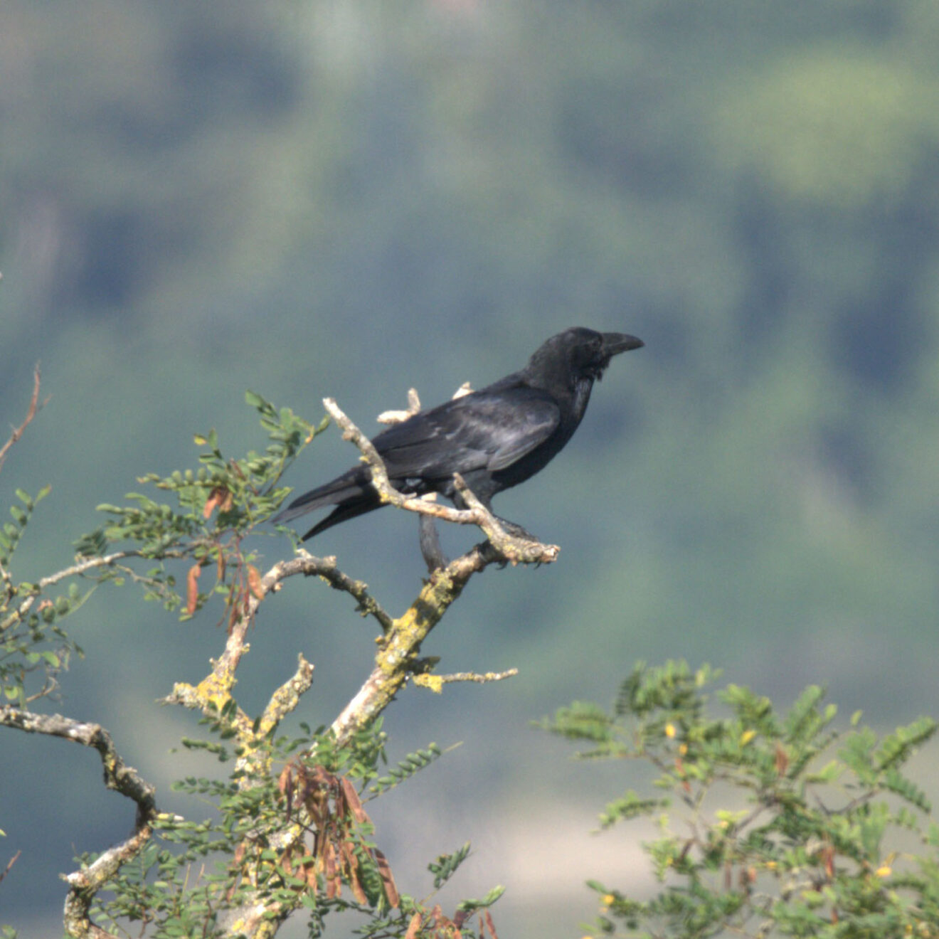 Grand corbeau (Corvus corax) - Ry-Ponet, un paysage à préserver