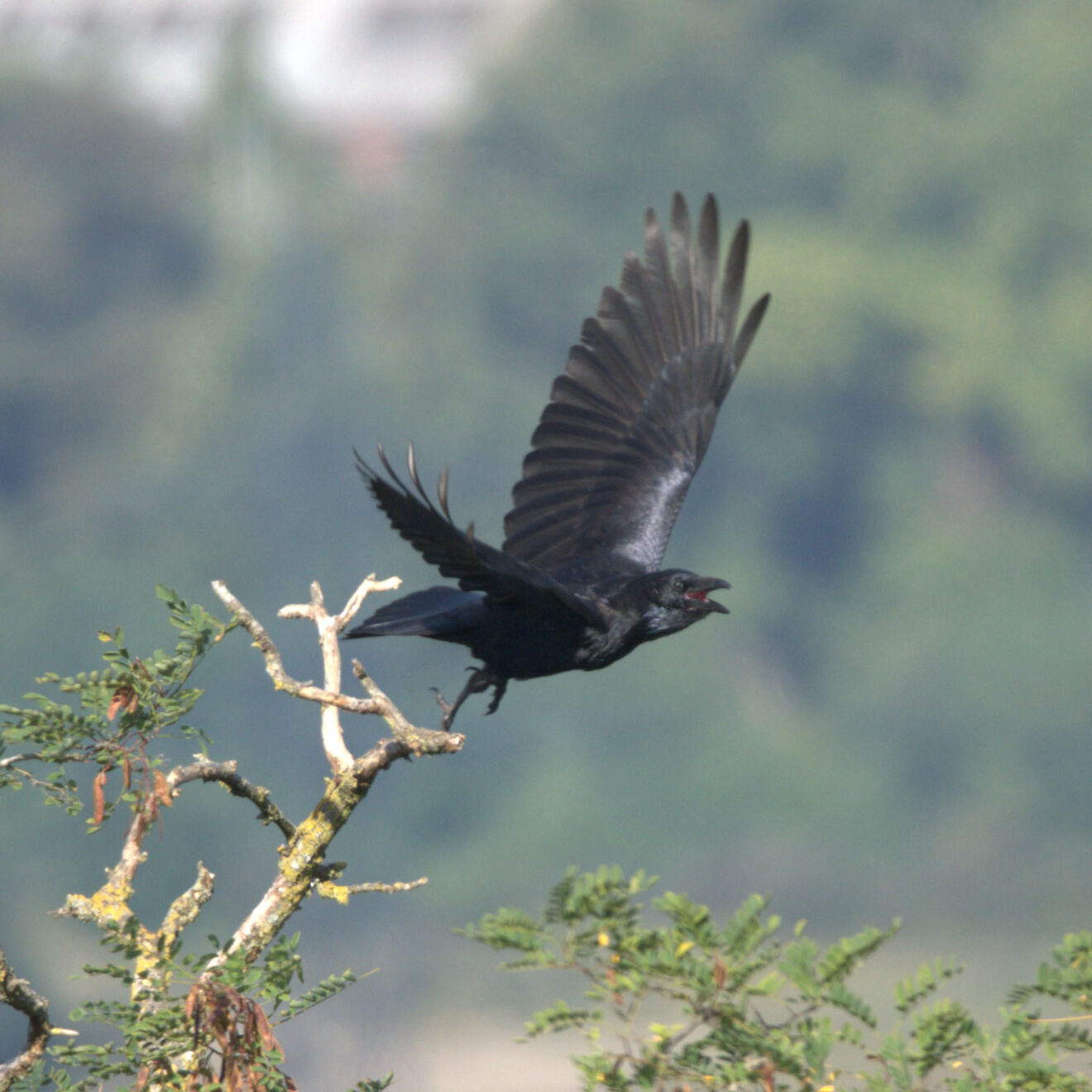 Grand corbeau (Corvus corax) - Ry-Ponet, un paysage à préserver