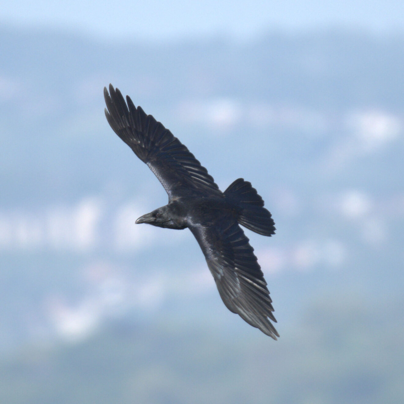 Grand corbeau (Corvus corax) - Ry-Ponet, un paysage à préserver