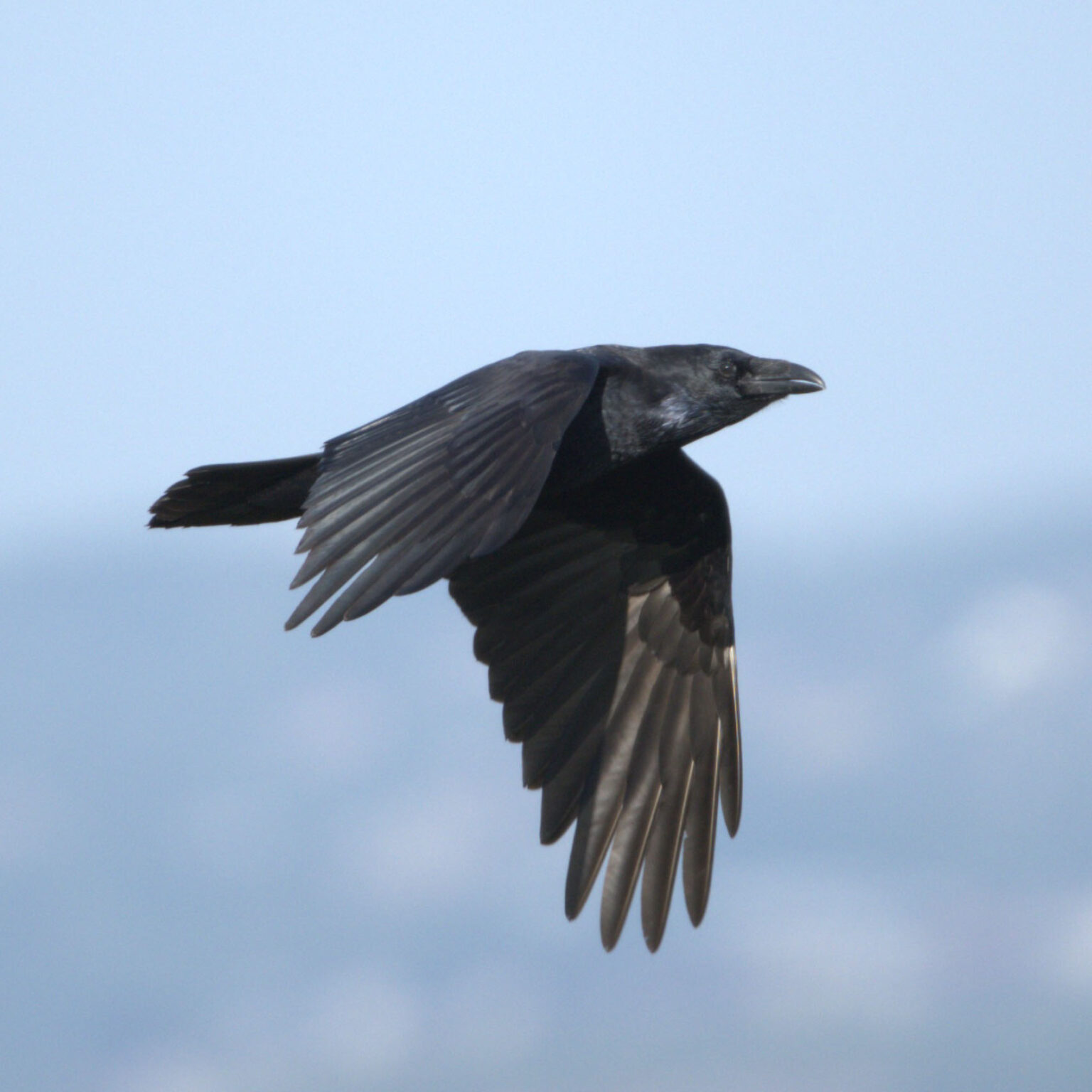 Grand corbeau (Corvus corax) - Ry-Ponet, un paysage à préserver