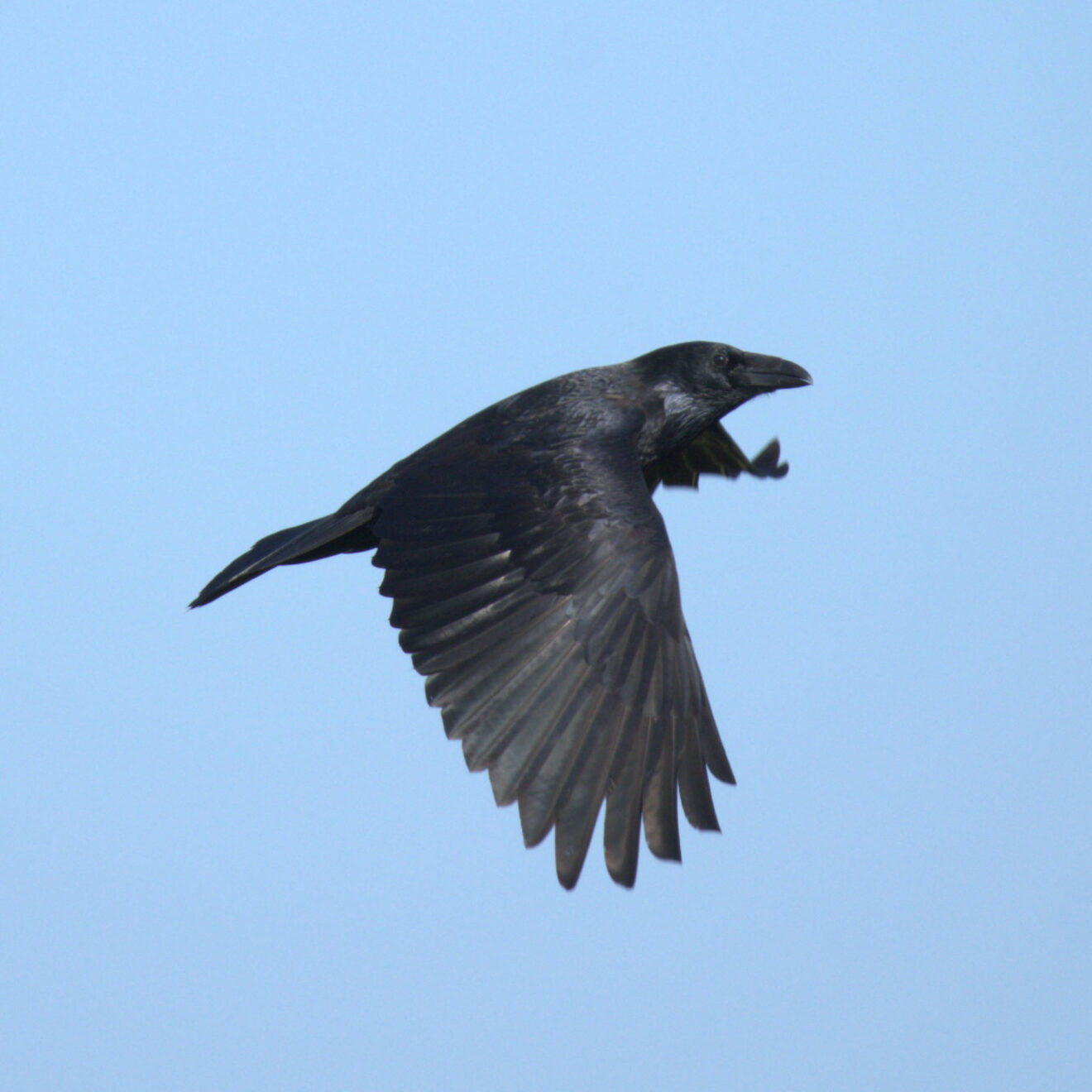 Grand corbeau (Corvus corax) - Ry-Ponet, un paysage à préserver