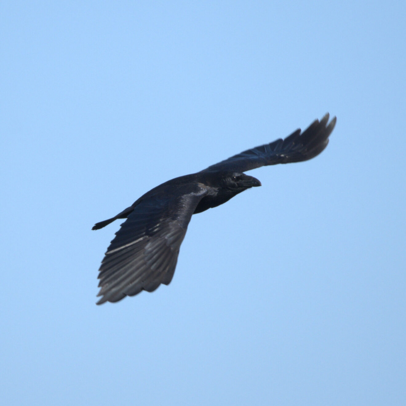 Grand corbeau (Corvus corax) - Ry-Ponet, un paysage à préserver