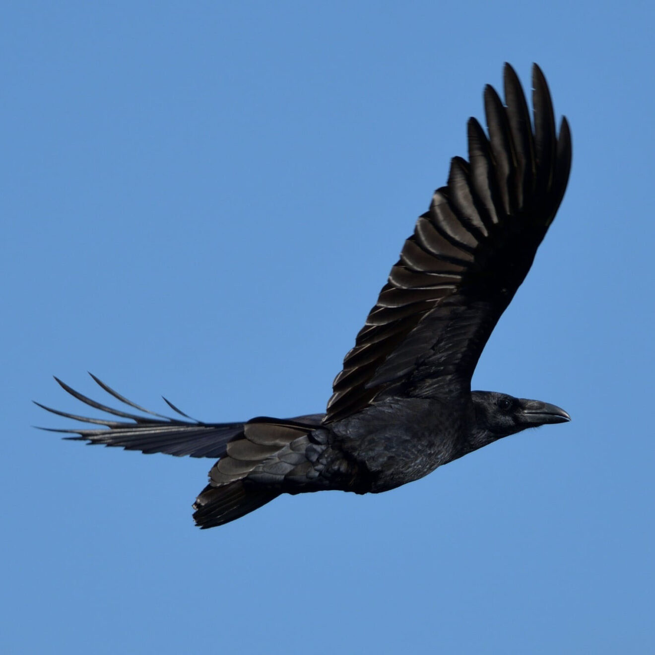 Grand corbeau (Corvus corax) - Ry-Ponet, un paysage à préserver
